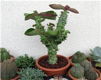 8598d4b3-Monadenium magnificum .JPG